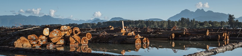 Lumber mills storing their logs on the Fraser River, British Columbia, Canada